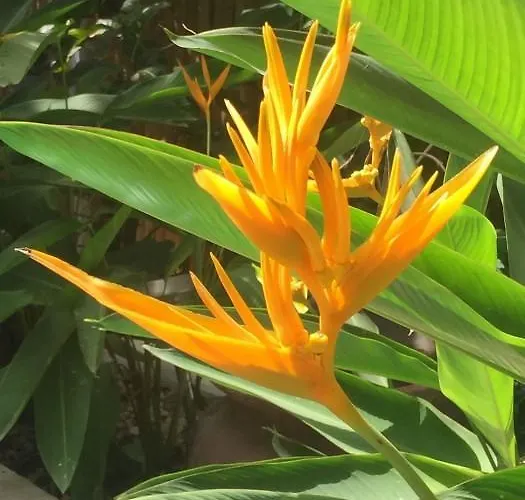 Gardenia 3*