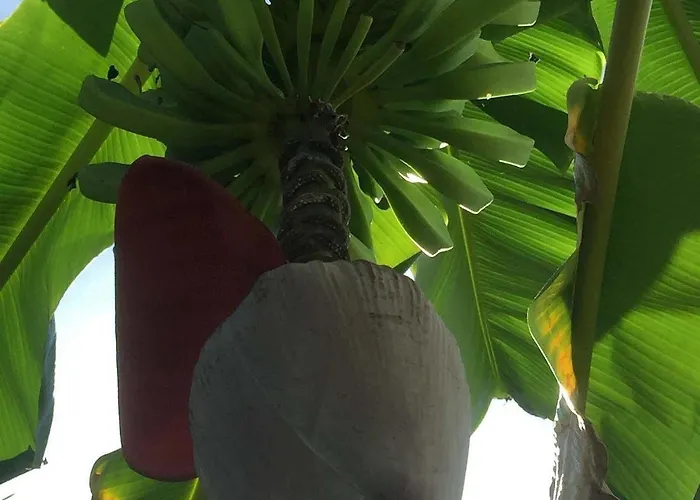 Gardenia 3* Tamarindo